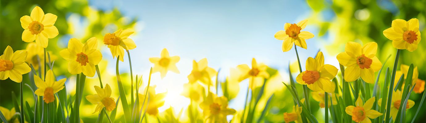 MEGA FRÜHLINGSRABATT