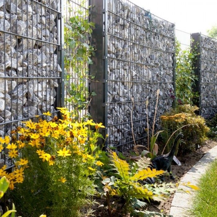 climbing wisteria Chinese Wisteria Tree Seeds - 10 Pack - Fast Climbing Flowering Vine