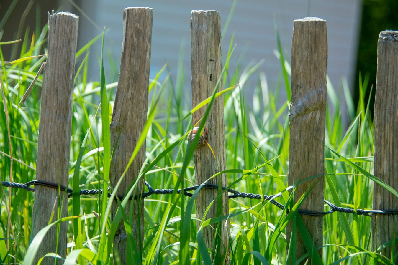 Staketenzaun Haselnuss - Höhe 50cm, Länge 5 Meter