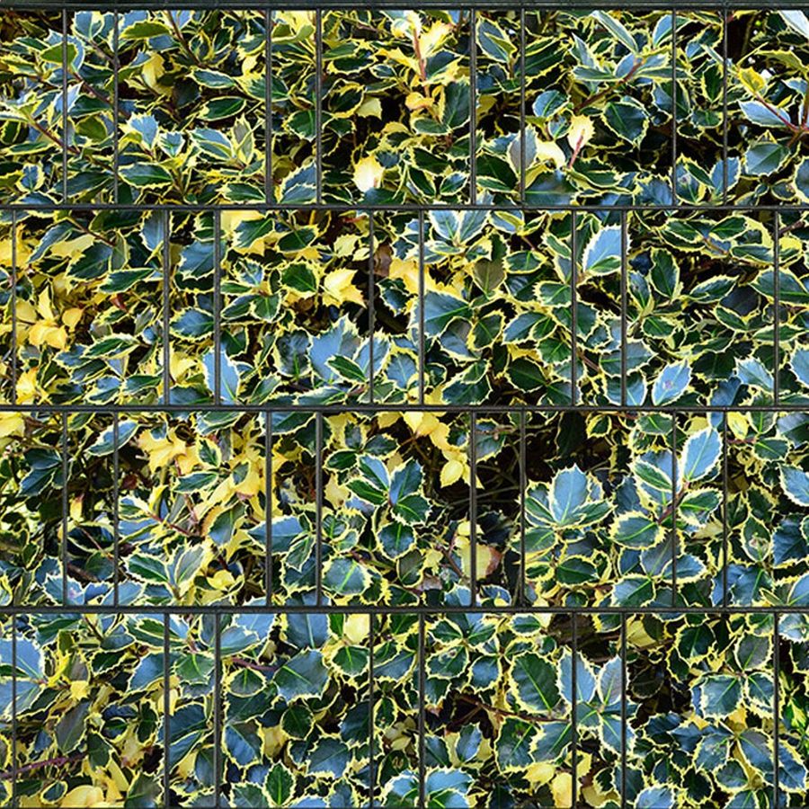 Sichtschutzstreifen Stechpalme (Rolle)