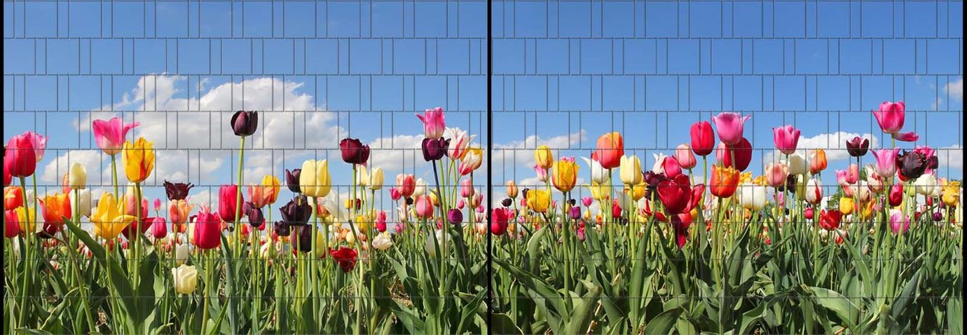 Sichtschutzstreifen Tulpen (5 Meter Panorama)