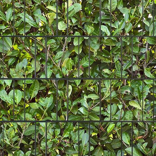 Hecke