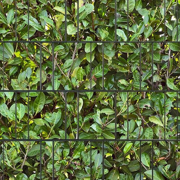 Hecke