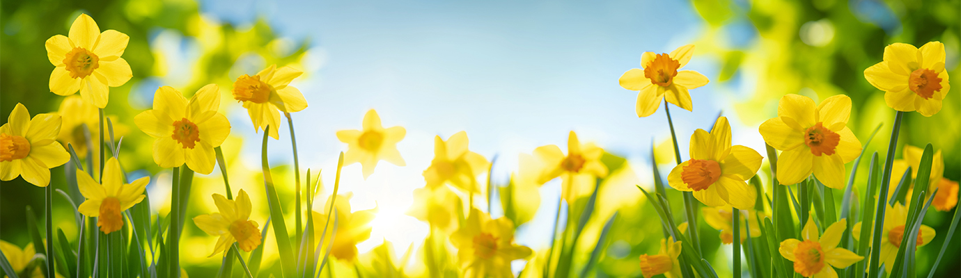 RABATT-AKTION | ZAUN24