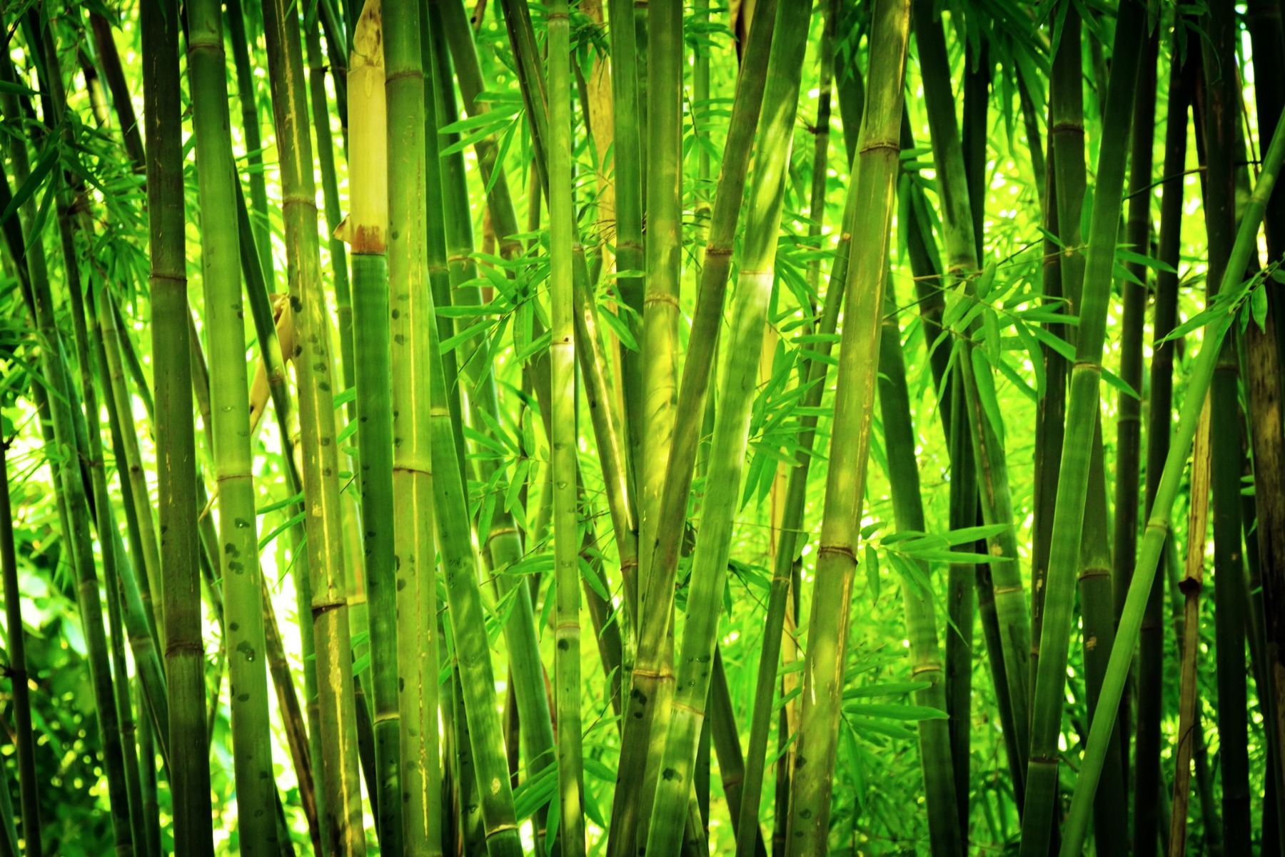 Sichtschutzfolie Bamboo Forest